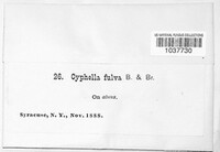 Image Associated With the Occurence